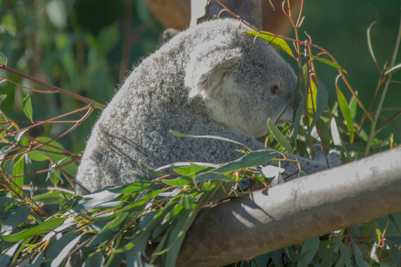 San Diego Zoo Part I 009